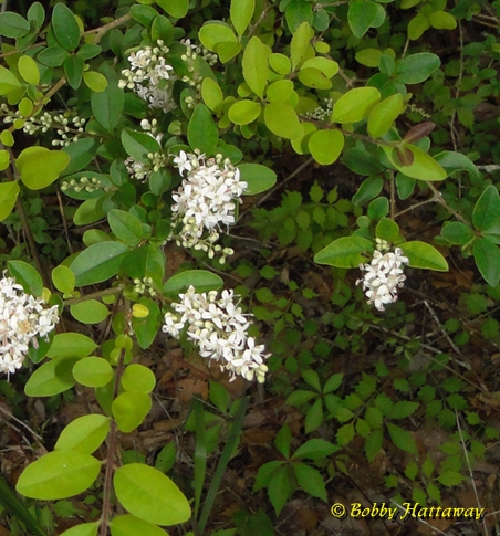 {Ligustrum sinense}